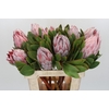 Protea Cynaroides