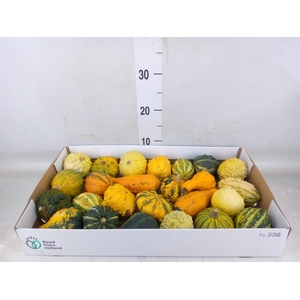 Cucurbita pepo 'Hard Warties' ..mix