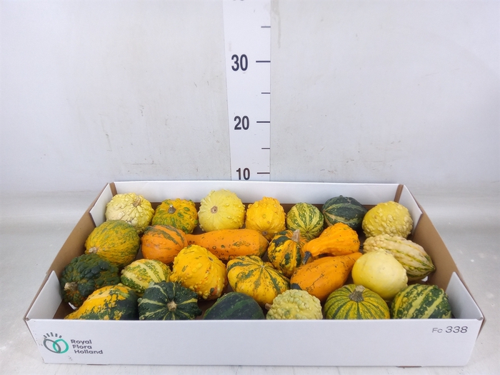 <h4>Cucurbita pepo 'Hard Warties' ..mix</h4>
