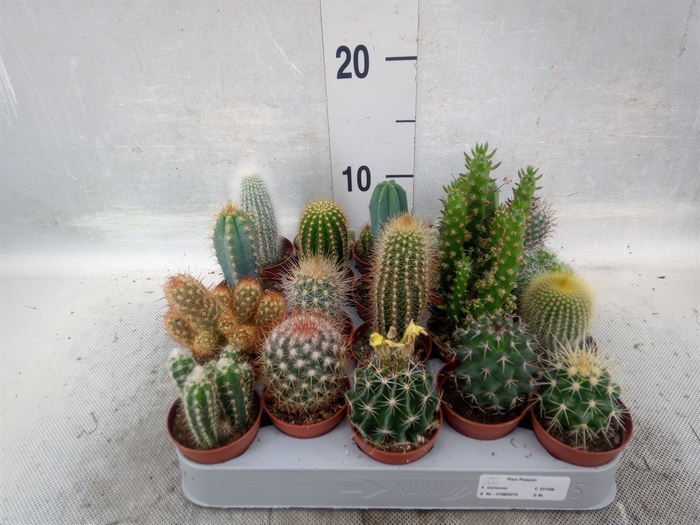 <h4>Cactus   ...mix</h4>