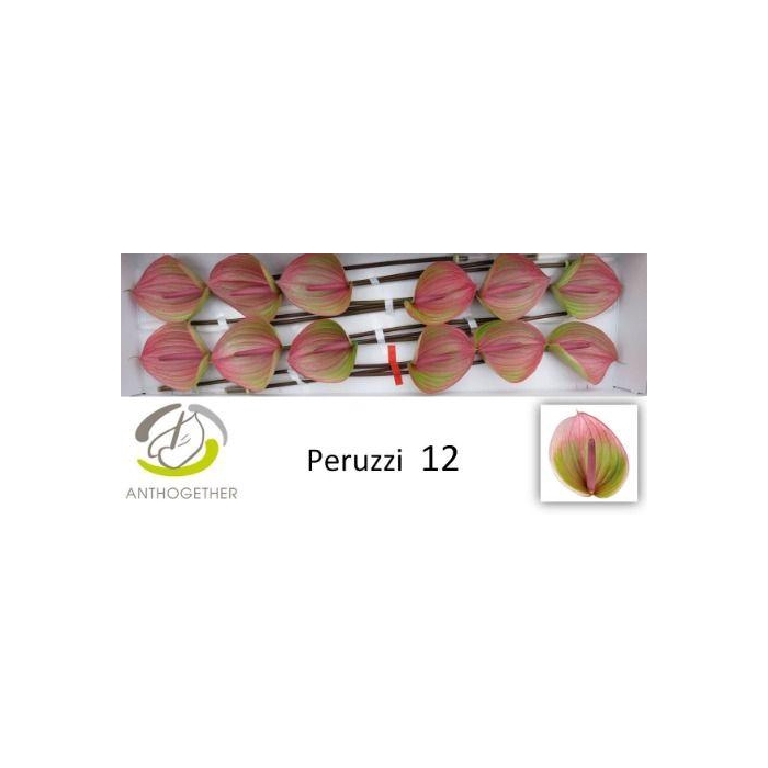<h4>Anth A Peruzzi</h4>
