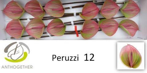 Anth A Peruzzi
