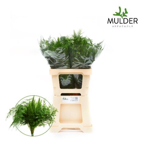 <h4>Snijgroen Asp mix 3 varietys 50cm</h4>
