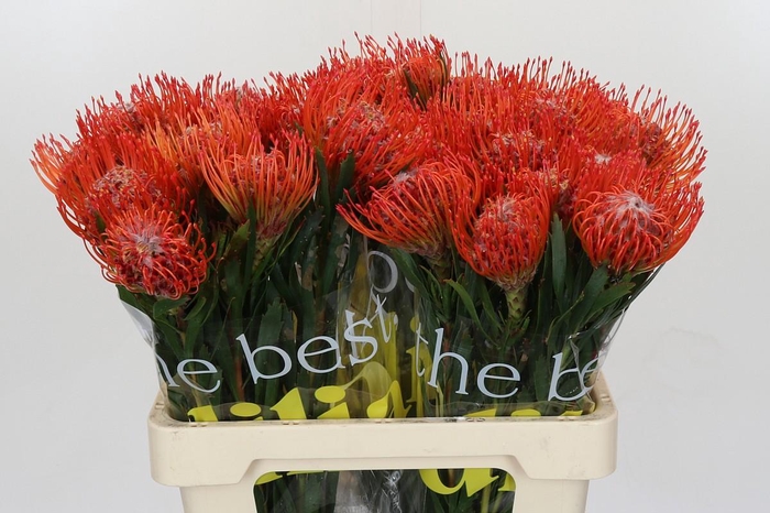 <h4>Nutans Tango</h4>