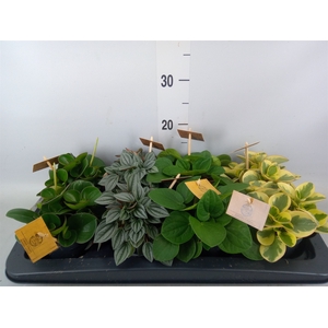 Peperomia   ...mix