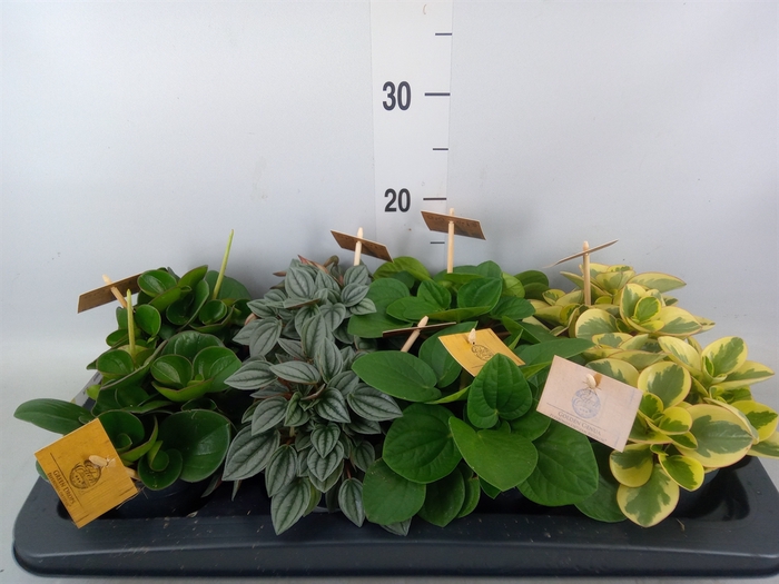 <h4>Peperomia   ...mix</h4>