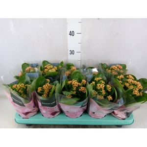 Kalanchoe blos. 'Serenity Apricot'