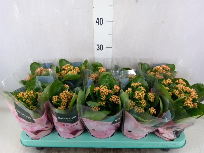 <h4>Kalanchoe blos. 'Serenity Apricot'</h4>
