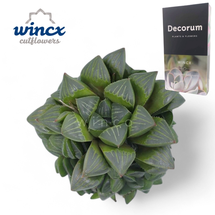 <h4>Haworthia Retusa Cutflower Wincx-5cm</h4>