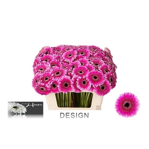GE MI DESIGN