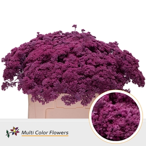 Sedum Rose Nieuw