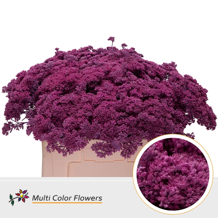<h4>Sedum Rose Nieuw</h4>