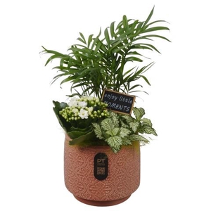 PTIB5182 Arrangementen kamerplanten