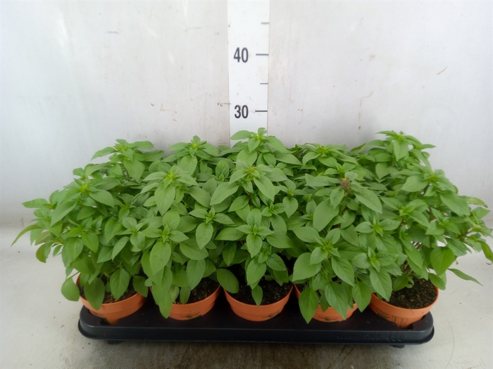 <h4>Ocimum   ...</h4>