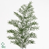 ASPARAGUS DENSIFLOR CWEBE 40