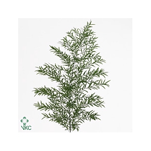 Asp Dens Cwebe 40cm