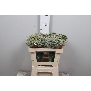 Kaaps Brunia Silver Moon