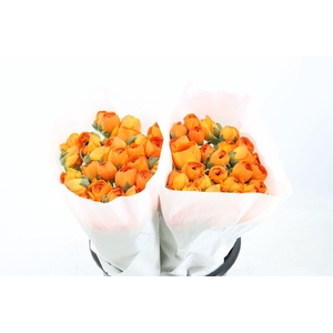 Ran Cloni Ex Lambada