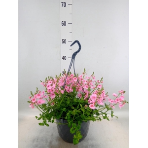 Diascia  'FlyColors'   ...mix