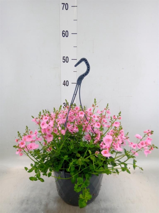 <h4>Diascia  'FlyColors'   ...mix</h4>