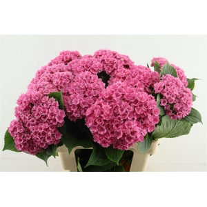Hydr M Roy Kiss Pink 60-16
