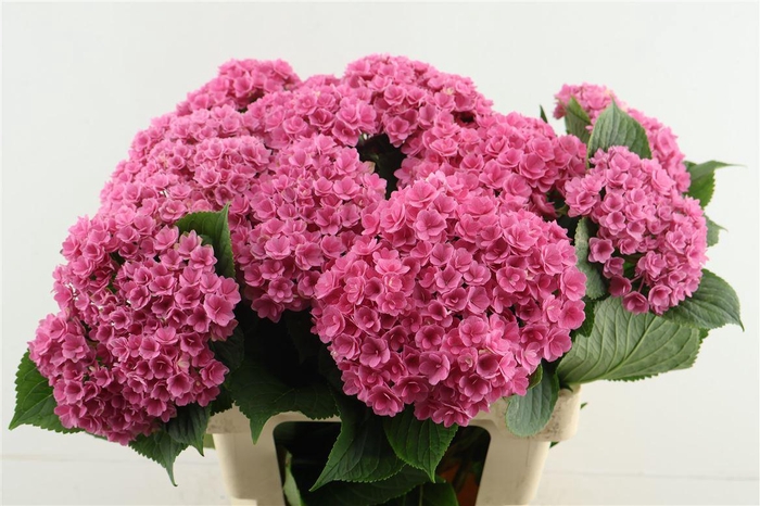 <h4>Hydr M Roy Kiss Pink 60-16</h4>