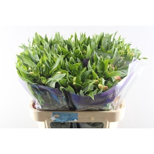 Alstr True Dream (pink/wit)