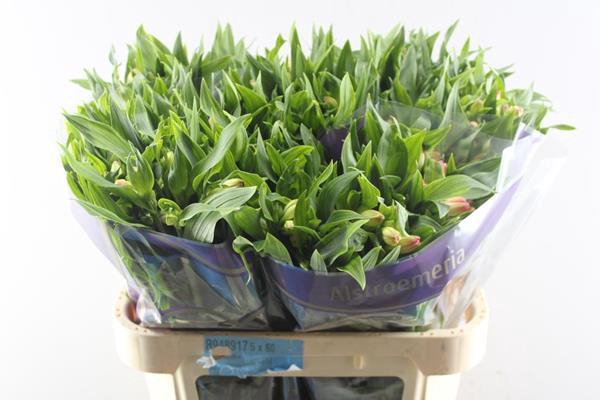 <h4>Alstr True Dream (pink/wit)</h4>