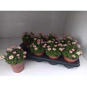 SAXIF ALP EARLY PICO