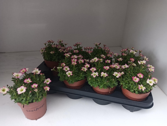 <h4>SAXIF ALP EARLY PICO</h4>