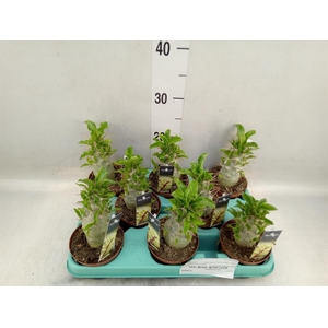 Pachypodium saundersii