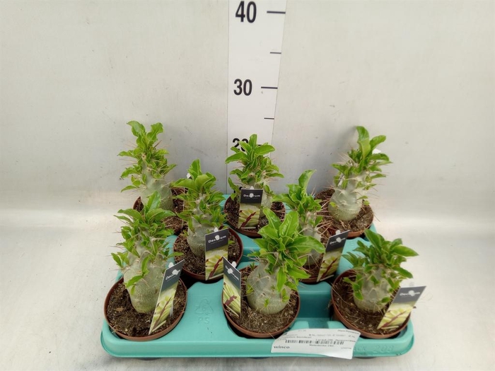 <h4>Pachypodium saundersii</h4>