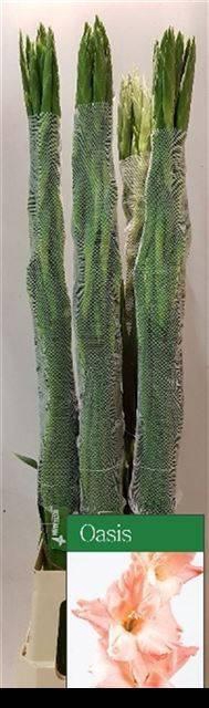 <h4>GLAD GR OASIS</h4>