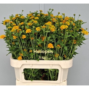 HELIOP HELIAN ASAHI