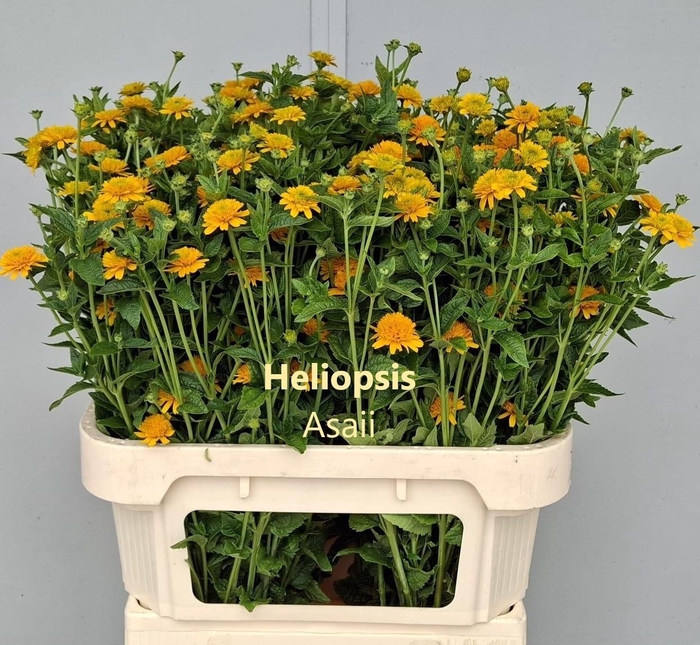 <h4>HELIOP HELIAN ASAHI</h4>