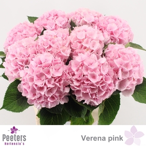 HYDR M CH VERENA