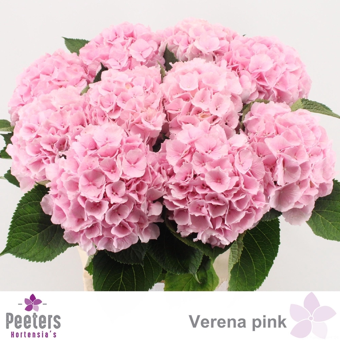 <h4>HYDR M CH VERENA</h4>