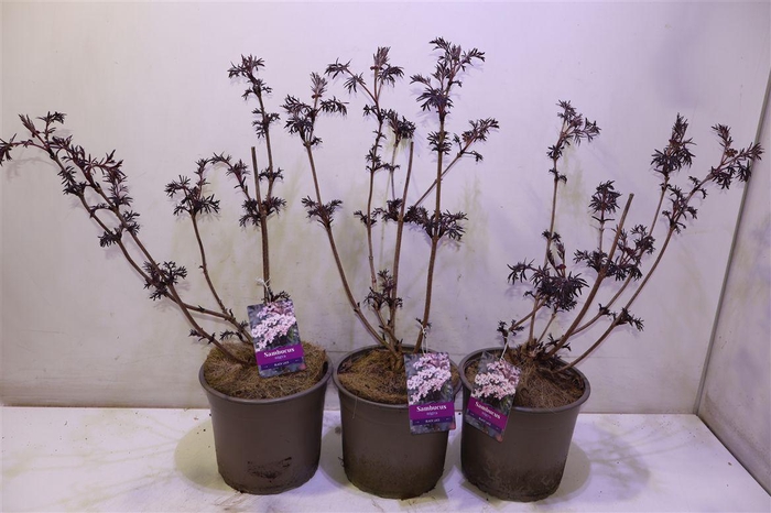 <h4>Samb Ni Black Lace</h4>