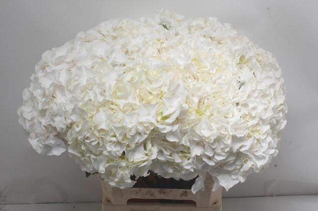 <h4>HYDR M CH ALLURE</h4>