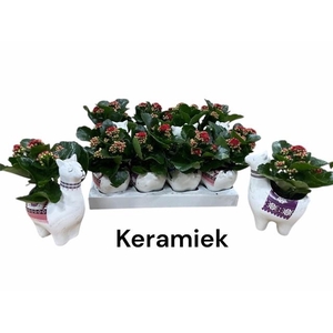 ARR KALANCHOE