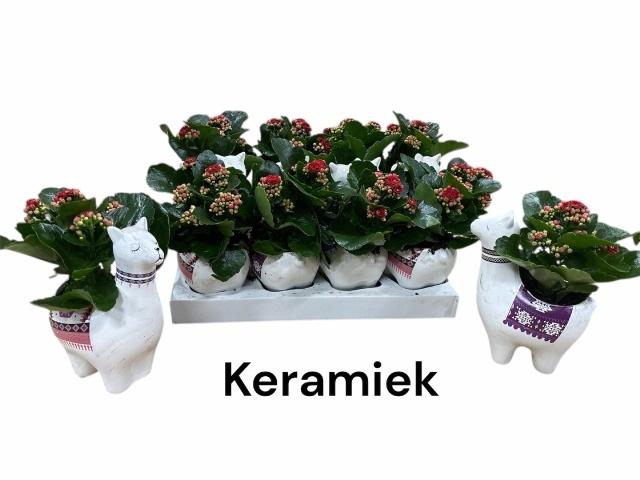 <h4>ARR KALANCHOE</h4>