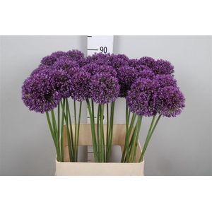 Allium Ambassador