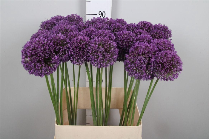 <h4>Allium Ambassador</h4>
