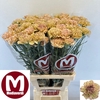 DI ST OV