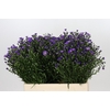 Aster Casamare