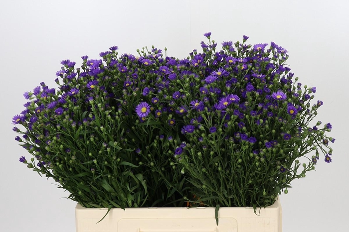 <h4>Aster Casamare</h4>