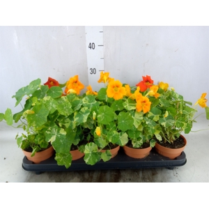 Tropaeolum majus