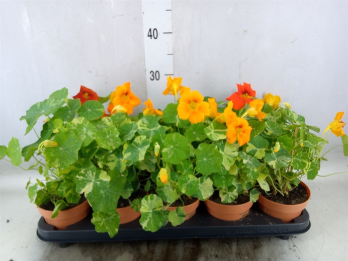 <h4>Tropaeolum majus</h4>