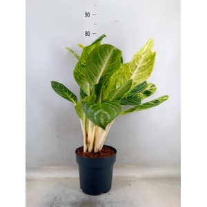 Aglaonema   ...