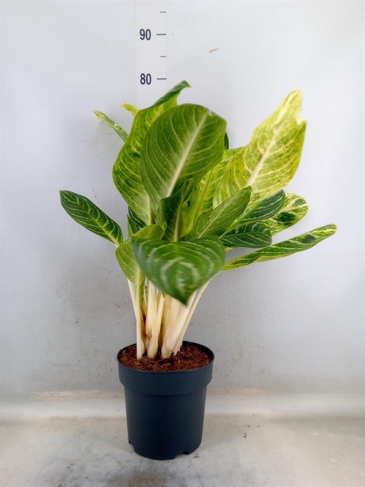 <h4>Aglaonema   ...</h4>